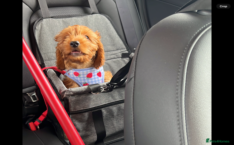 Cavapoo dogs - Advert 1
