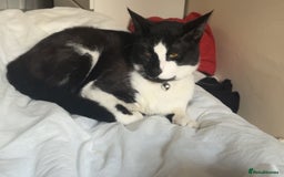 British Shorthair cats for sale: Black and White Male Cat ‼️URGENT‼️ - Image 2