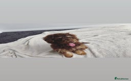 Cockapoo dogs for sale: Quality health tested miniature cockapoo girl! - Image 12