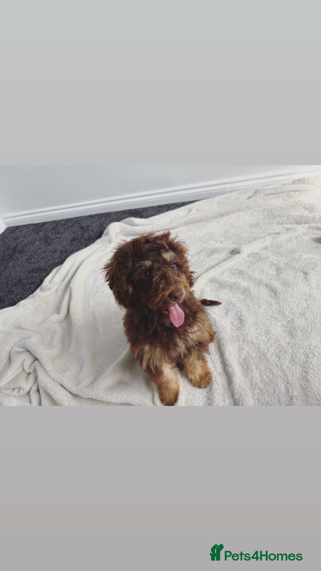 Cockapoo dogs for sale: Quality health tested miniature cockapoo girl! - Image 12
