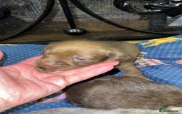 Miniature Dachshund dogs for sale: Stunning full pedigree Miniature Dachshunds  - Image 29