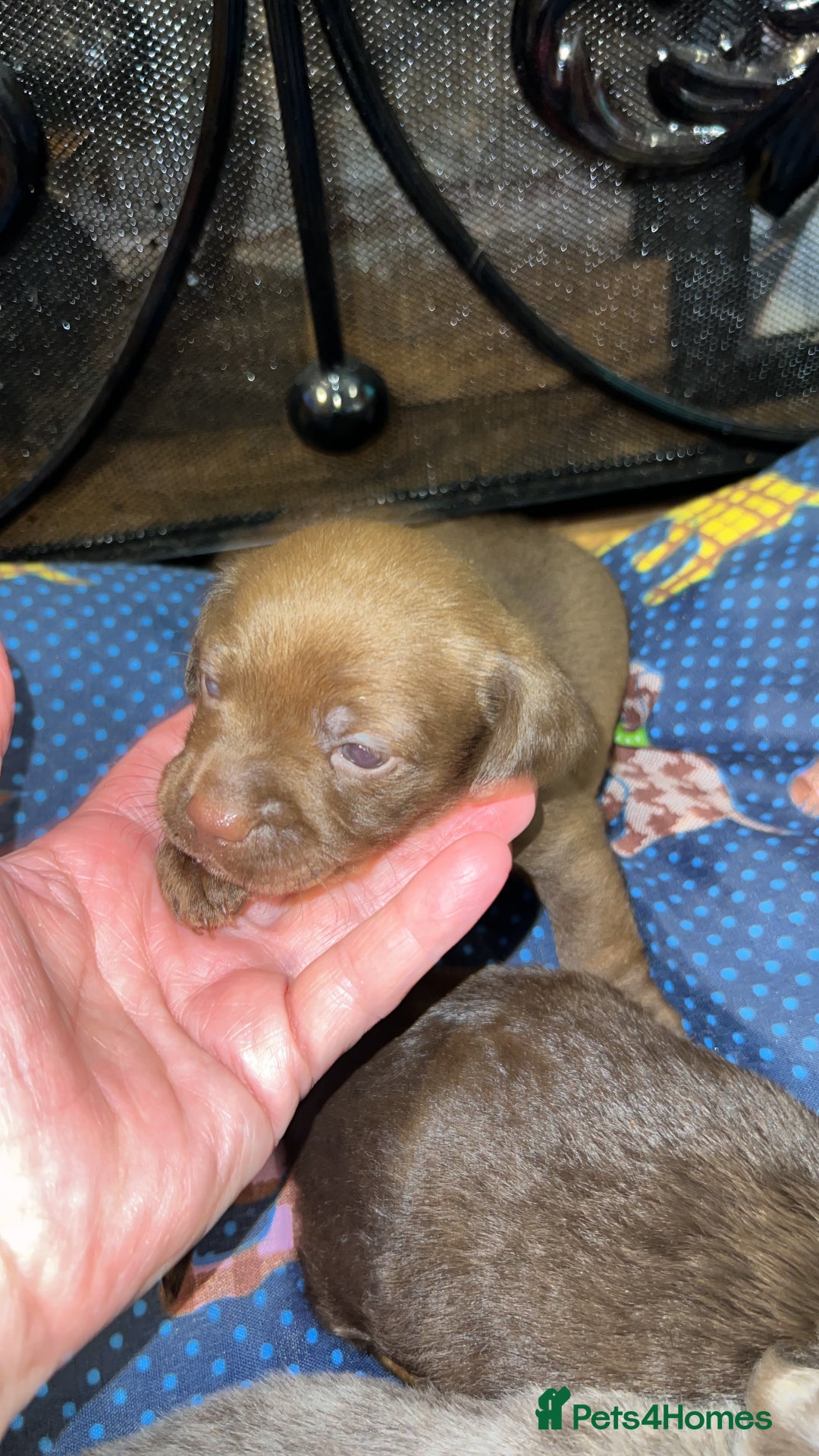 Miniature Dachshund dogs for sale: Stunning full pedigree Miniature Dachshunds  - Image 29