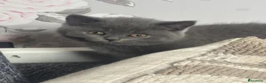 British Shorthair 3