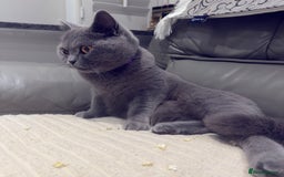 British Shorthair cats for sale: British shorthair Female  - Image 9
