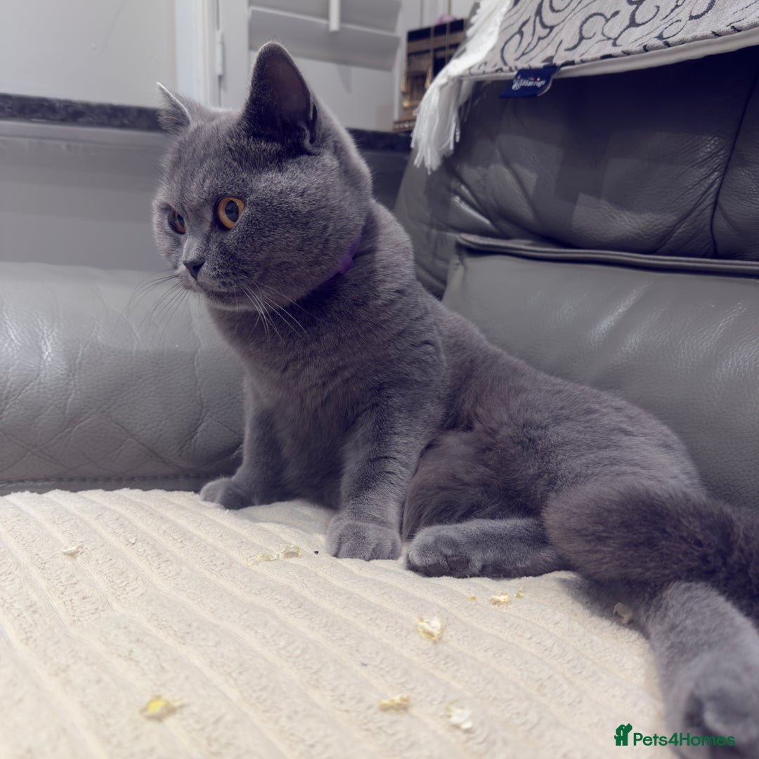 British Shorthair cats for sale: British shorthair Female  - Image 9