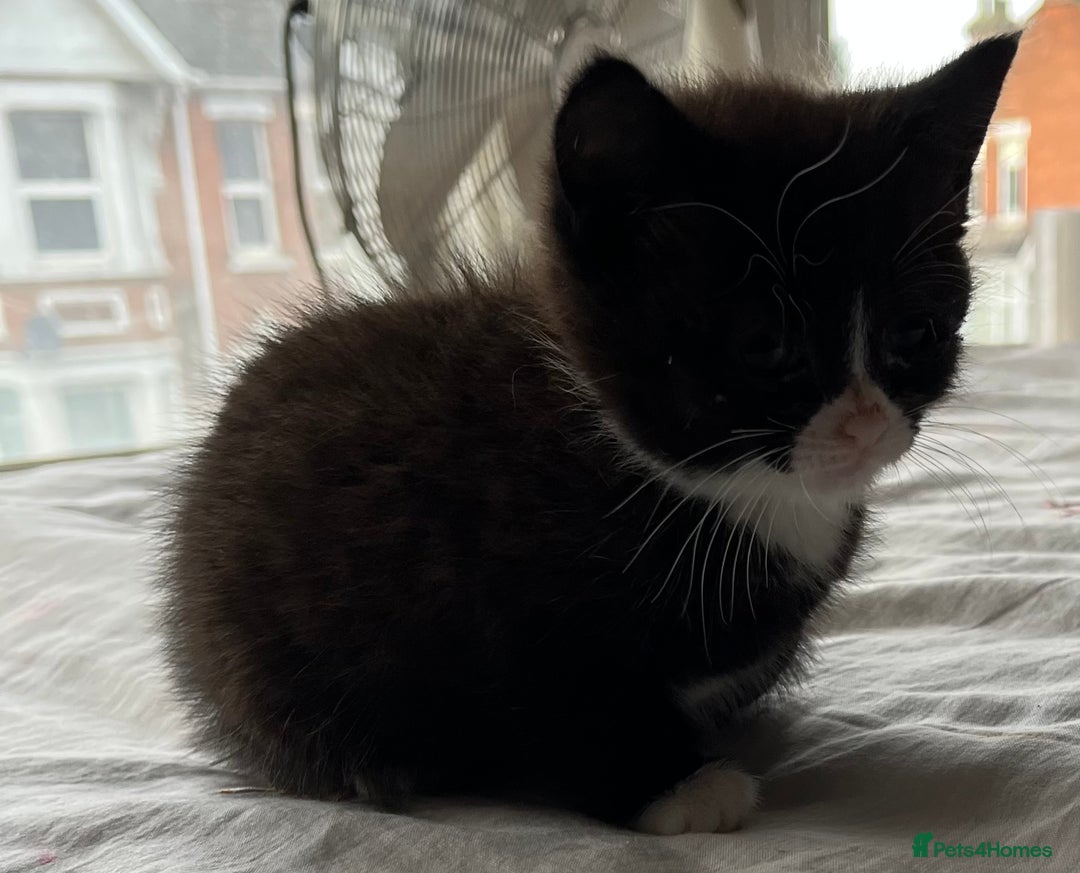 Mixed Breed cats for sale: 5 beautiful kittens  - Advert 17