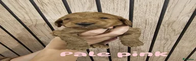 Puppy 6