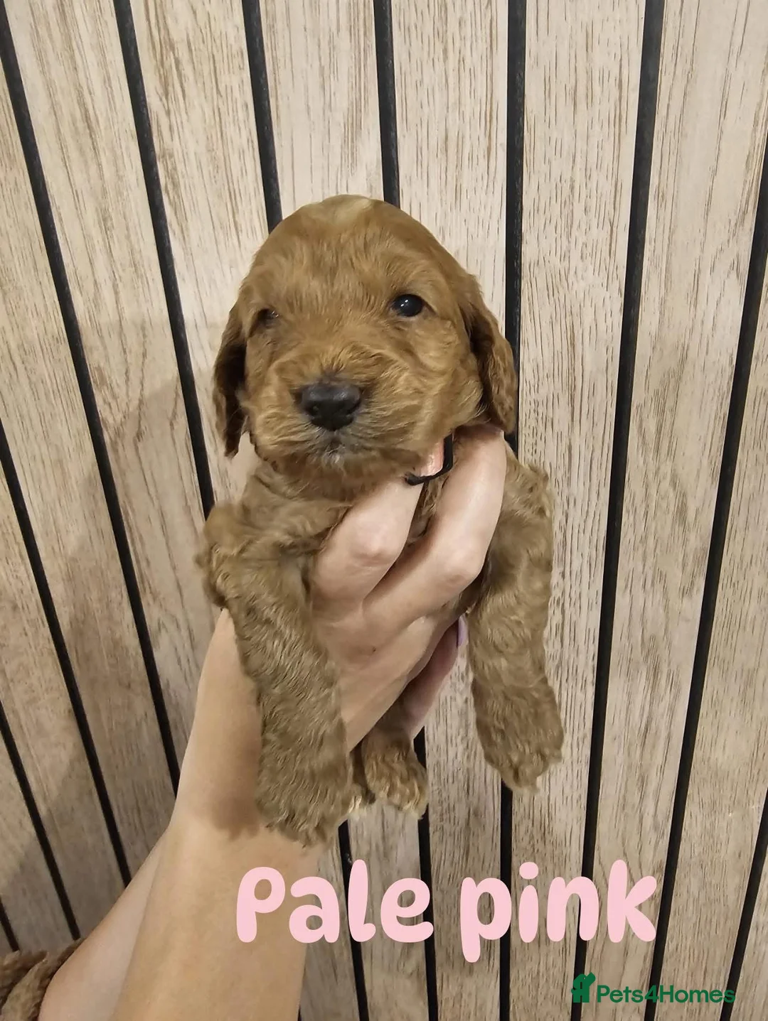 Cockapoo dogs for sale: F2B miniature Cockapoo puppies - Advert 13