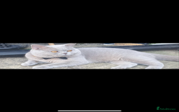 British Longhair cats for sale: Lilac British long hair mix Scottish  - Image 9