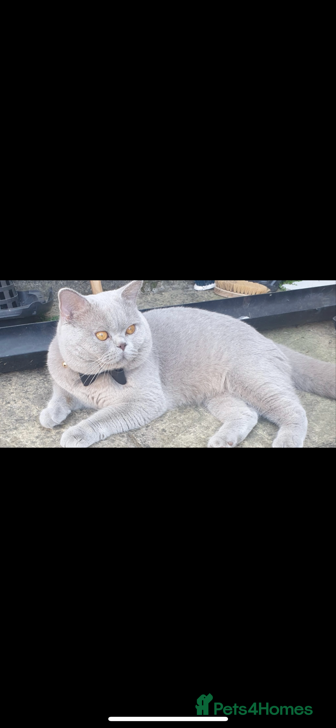 British Longhair cats for sale: Lilac British long hair mix Scottish  - Image 9