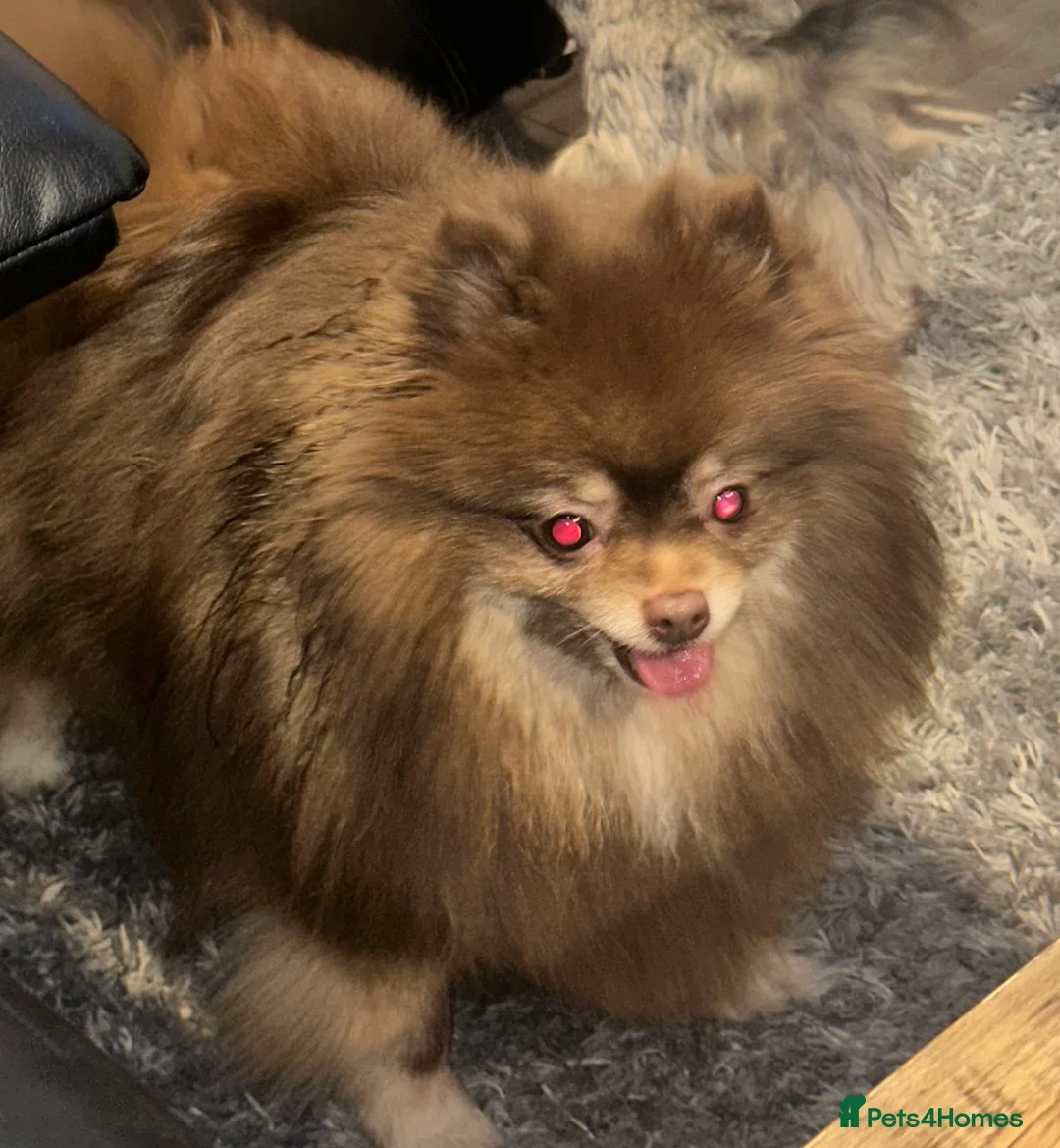 Pomeranian dogs for sale: Chocolate and tan girl  in Wellingborough - Advert 1