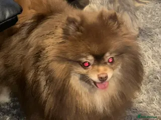 Pomeranian dogs Chocolate and tan girl in Wellingborough - Advert 1