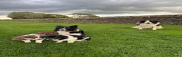 Border Collie dogs for sale: Gorgeous Litter of border collie puppy’s  - Advert 31