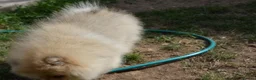Pomeranian dogs for sale: Bentley – Beautiful Silver-Toned Pomeranian Boy 🐾 - Advert 6
