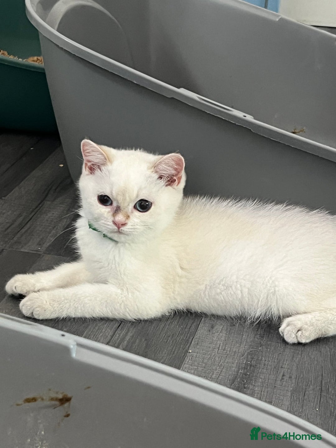 British Shorthair cats for sale: Beautiful golden white British short hair  - Image 21