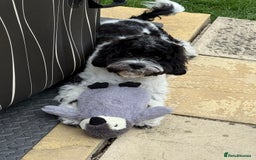 Cavapoo dogs for sale: Cavapoo for sale - Image 1