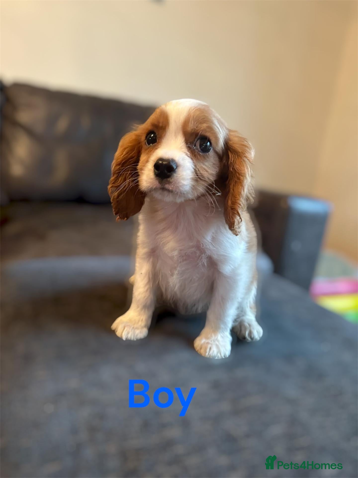 Cavalier King Charles Spaniel dogs for sale: CAVALIER KING CHARLES PUPS READY NOW KC REG  - Advert 1