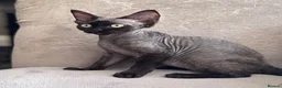 Devon Rex cats for sale: Fabulous Black Smoke girl - Advert 2