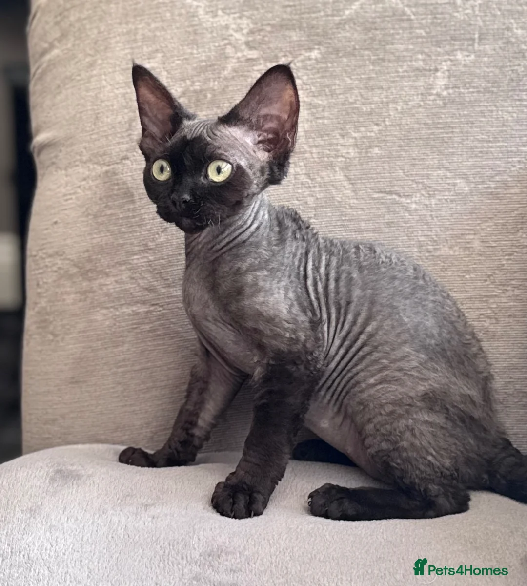 Devon Rex cats for sale: Fabulous Black Smoke girl - Advert 2