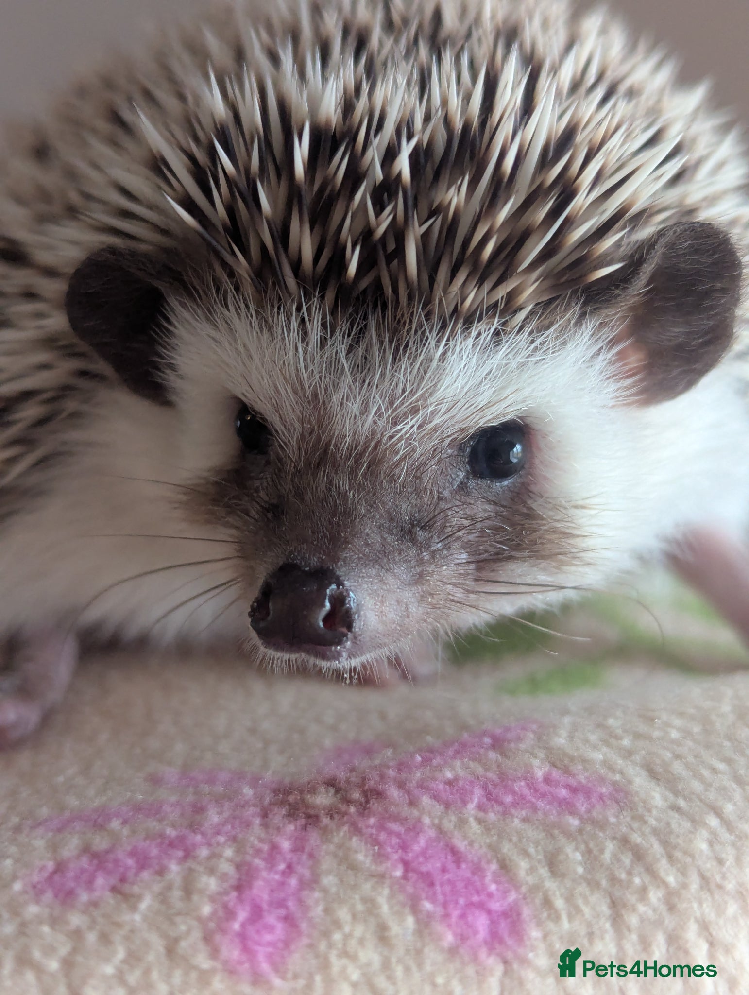 Pygmy Hedgehog rodents Gorgeous Female Ready Now - Advert 2