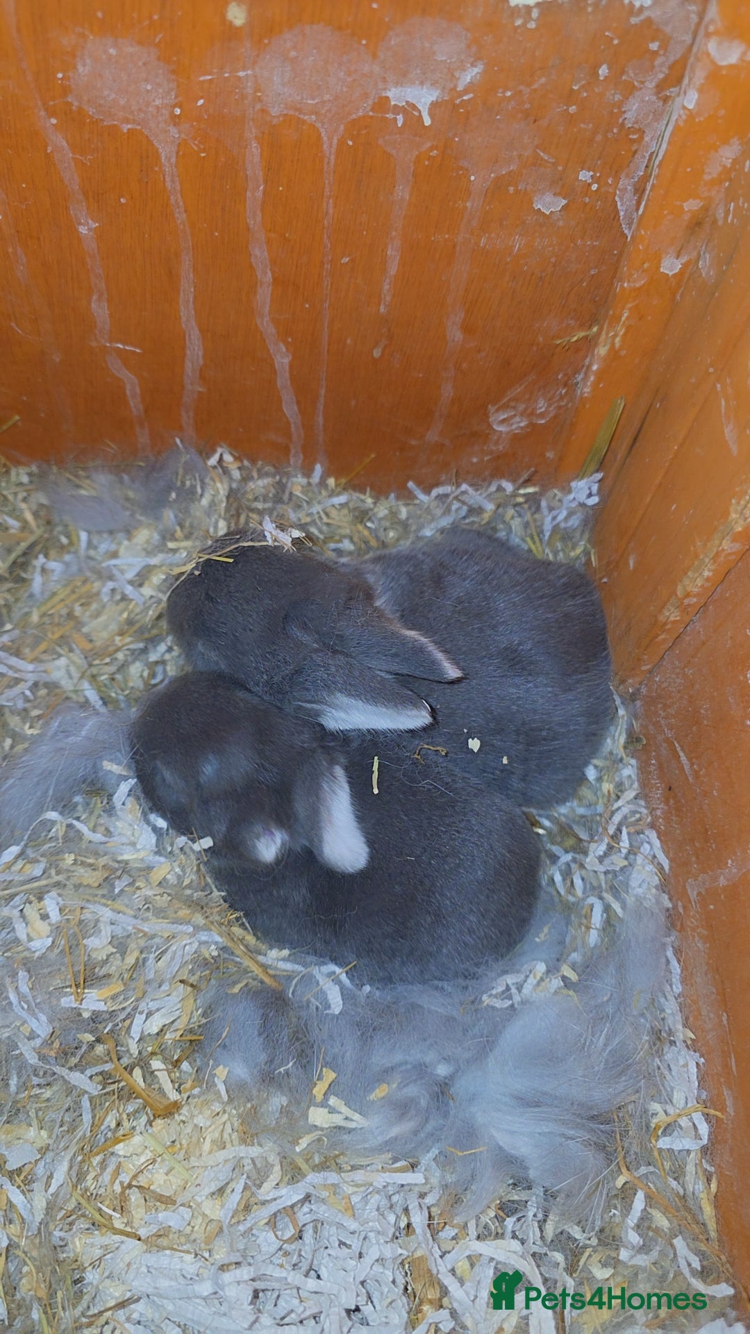 Mixed Breed rabbits Baby Bunnies  - Advert 11