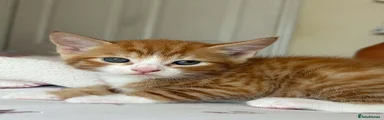 Ginger white 