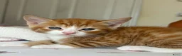 Mixed Breed cats for sale: Beautiful kittens  - Advert 24