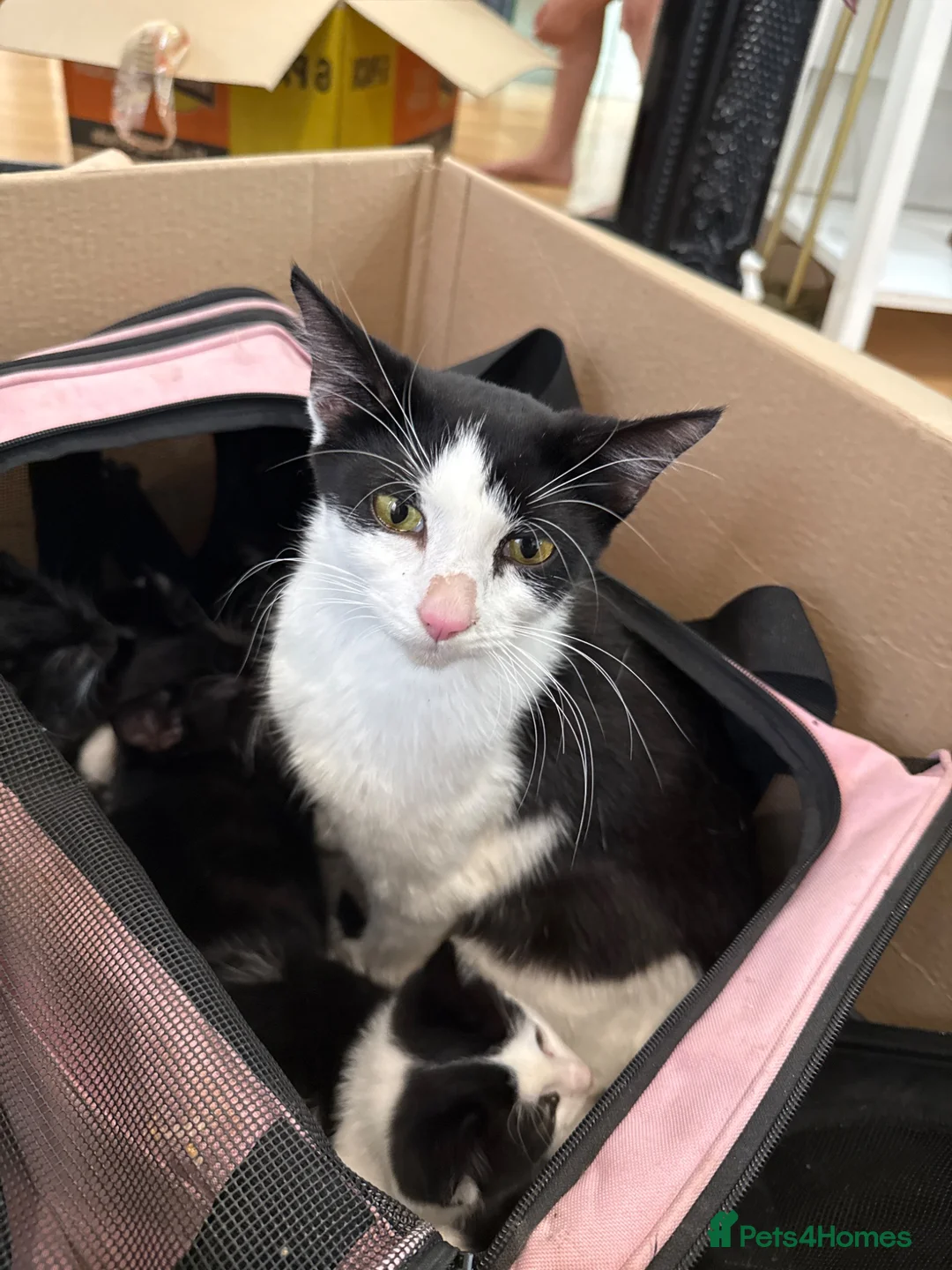 Mixed Breed cats for sale: Kittens - Advert 1