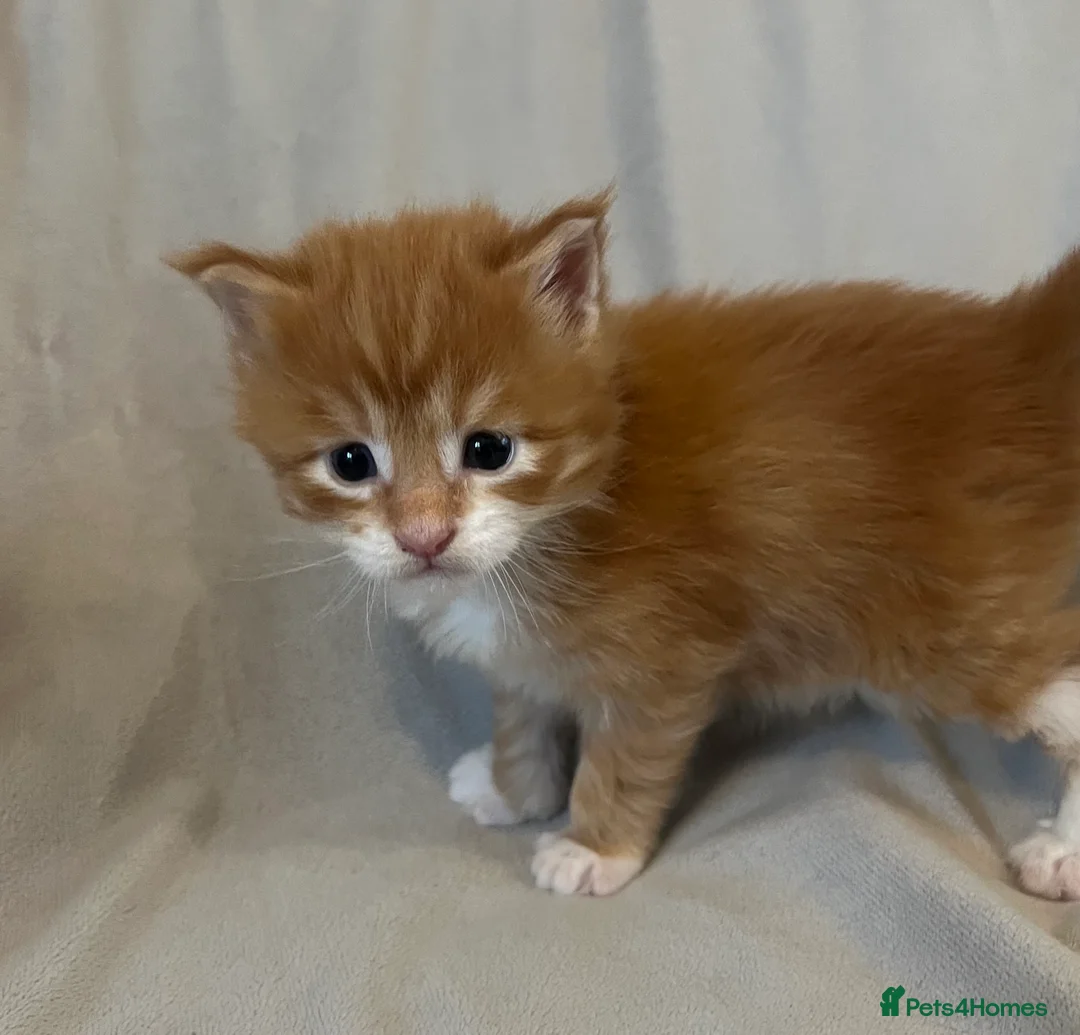 Maine Coon cats for sale: Beautiful and healthy litter of Maine coon kittens - Advert 18