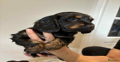 Cocker Spaniel dogs - Advert 4