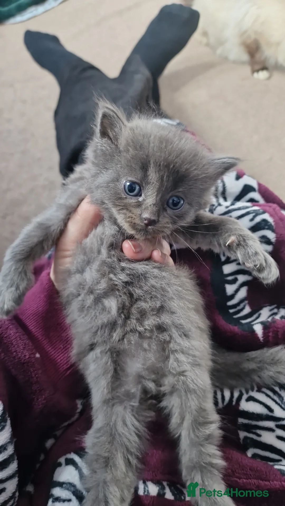 Ragdoll cats for sale: Ragdoll x British Blue kittens! - Advert 16