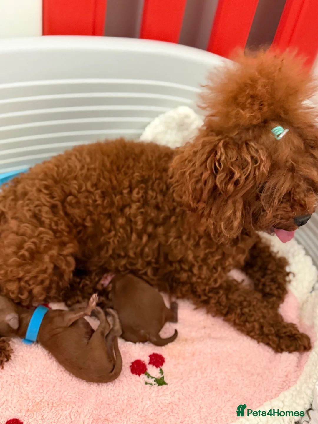 Poodle dogs for sale: New unbelievable😍 litter of 2 Asian poodle - Advert 11