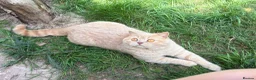 British Shorthair cats for stud: CREAM BSH STUD AVAILABLE CHOCOLATE CARRIER - Advert 2