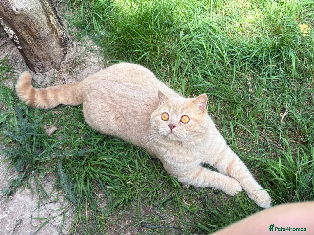 British Shorthair cats for stud: CREAM BSH STUD AVAILABLE CHOCOLATE CARRIER - Advert 2
