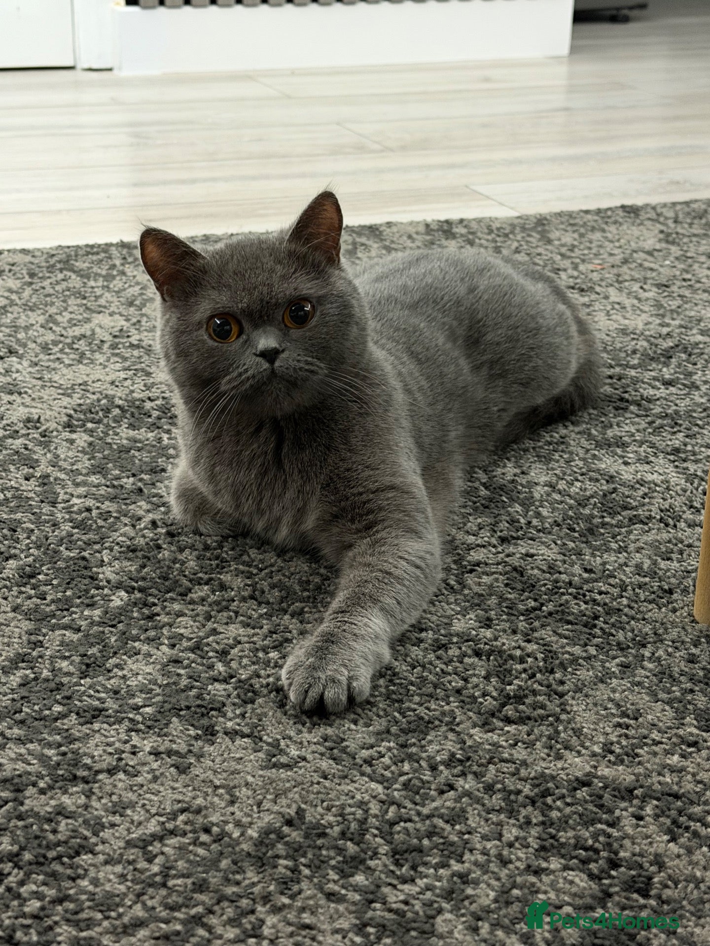 British Shorthair cats britsh short hair - Advert 2