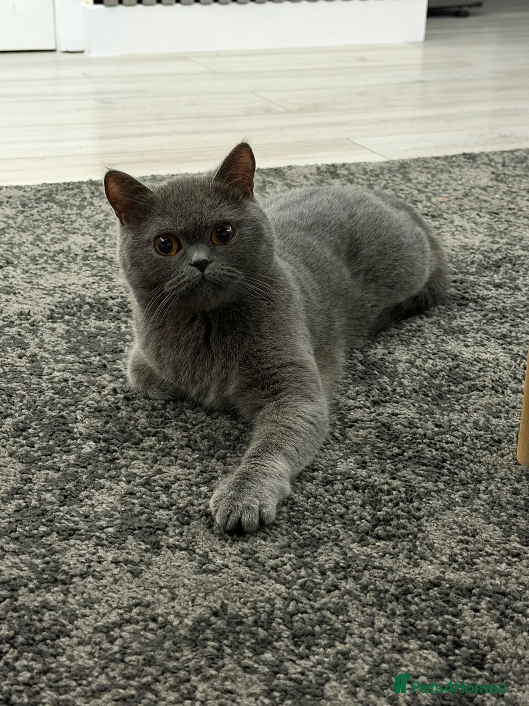 British Shorthair cats for sale: britsh short hair - Advert 1