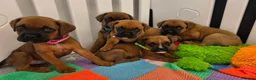 Boxer dogs for sale: Boxerx - Advert 3