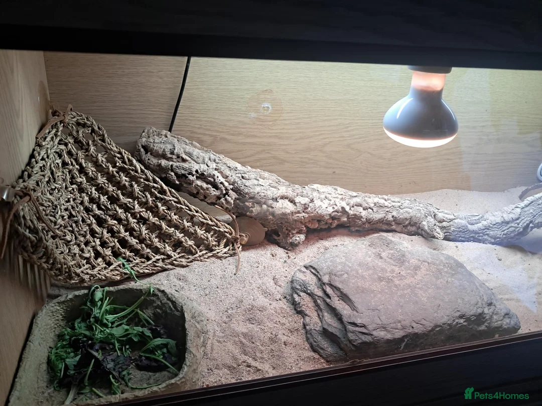 Bearded Dragon reptiles for sale: Female bearded dragon for sale  in Peterborough - Advert 11