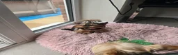 Yorkshire Terrier dogs for sale: Tiny princess Coco - Advert 5