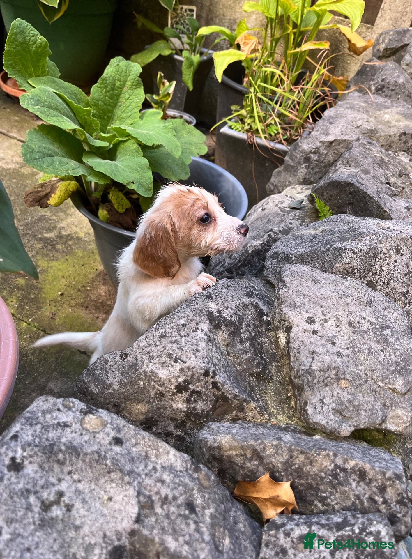 Cocker Spaniel dogs Working Cocker Spaniels - Advert 12