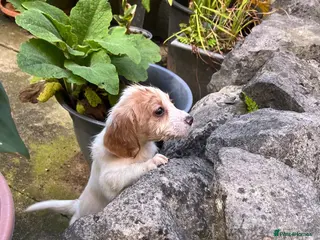 Cocker Spaniel dogs Working Cocker Spaniels - Advert 2