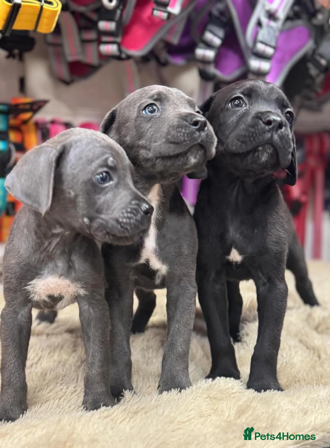Cane Corso dogs for sale: 3 beautiful, champion blood line cane corsos  - Advert 10