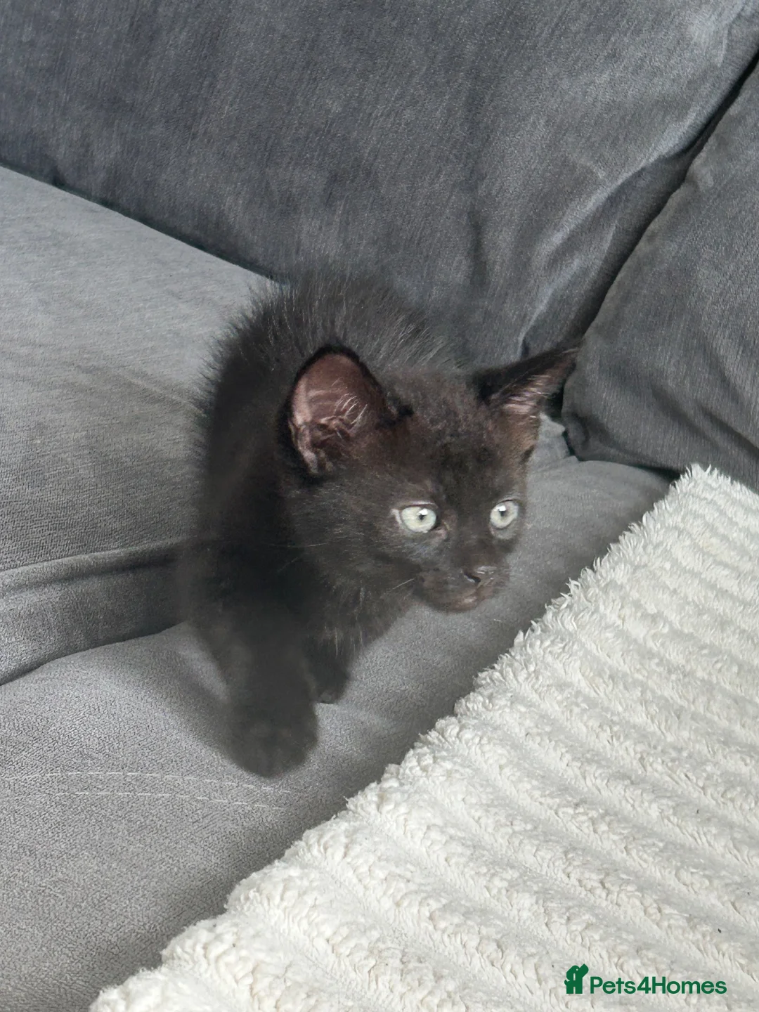 Mixed Breed cats for sale: Kitten  - Advert 4
