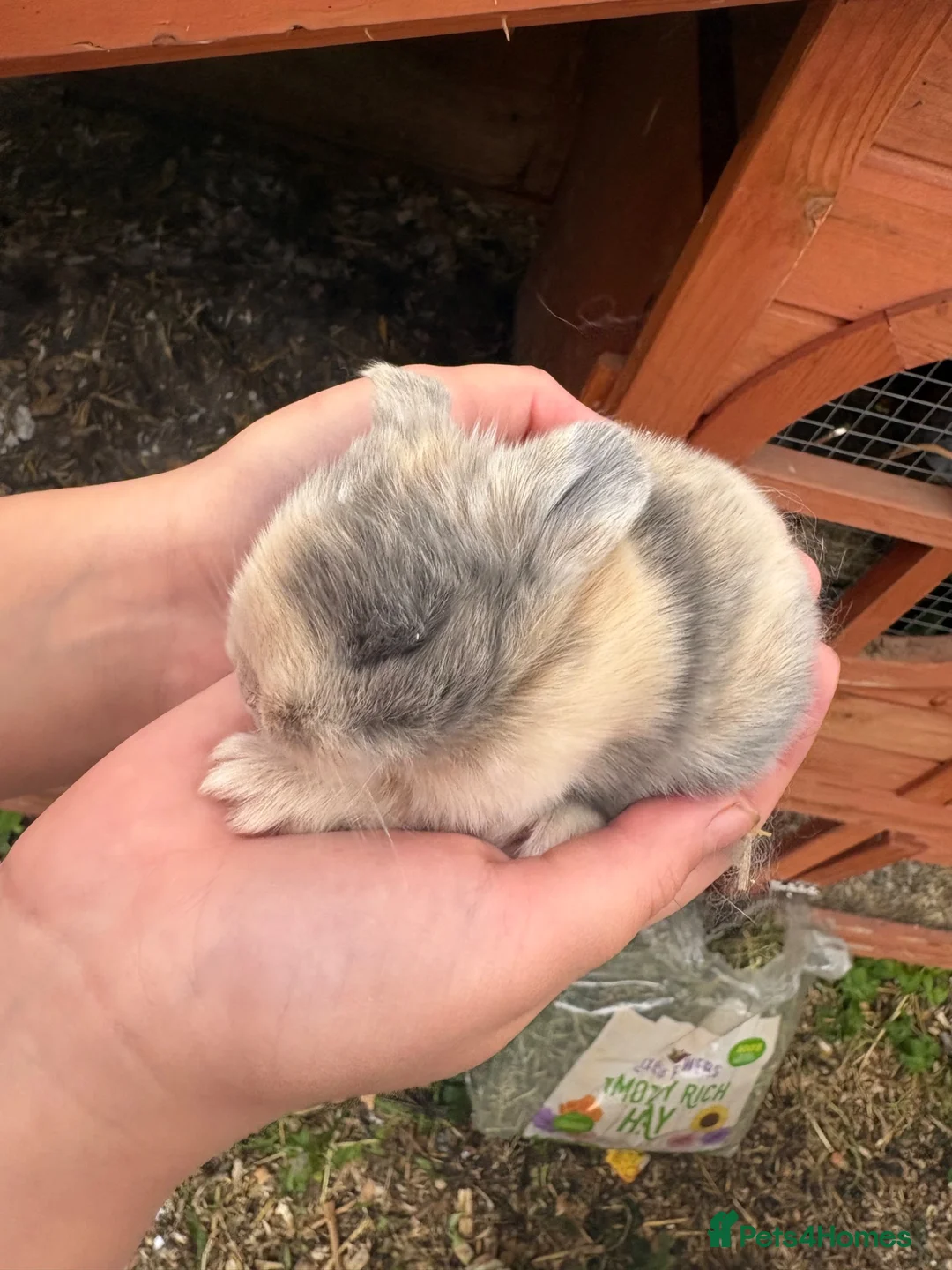 Mini Lop rabbits for sale: Baby mini lops in Walsall - Advert 1