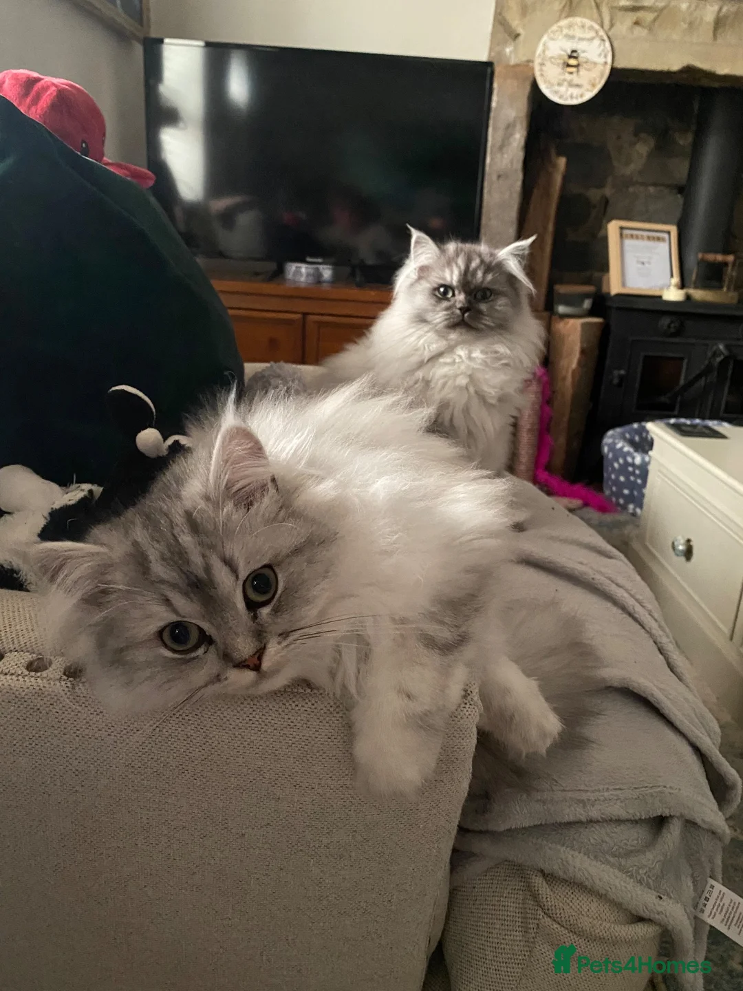Persian cats for sale: Sunshine and Angel  - Advert 2