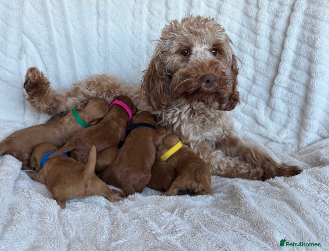 Cavapoo dogs for sale: Beautiful Red F1b Cavapoo Puppies - Image 15