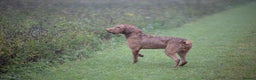 Hungarian Vizsla dogs for stud: Hungarian Wire Haired Vizsla Stud (Fully Tested) in Llangollen - Advert 5