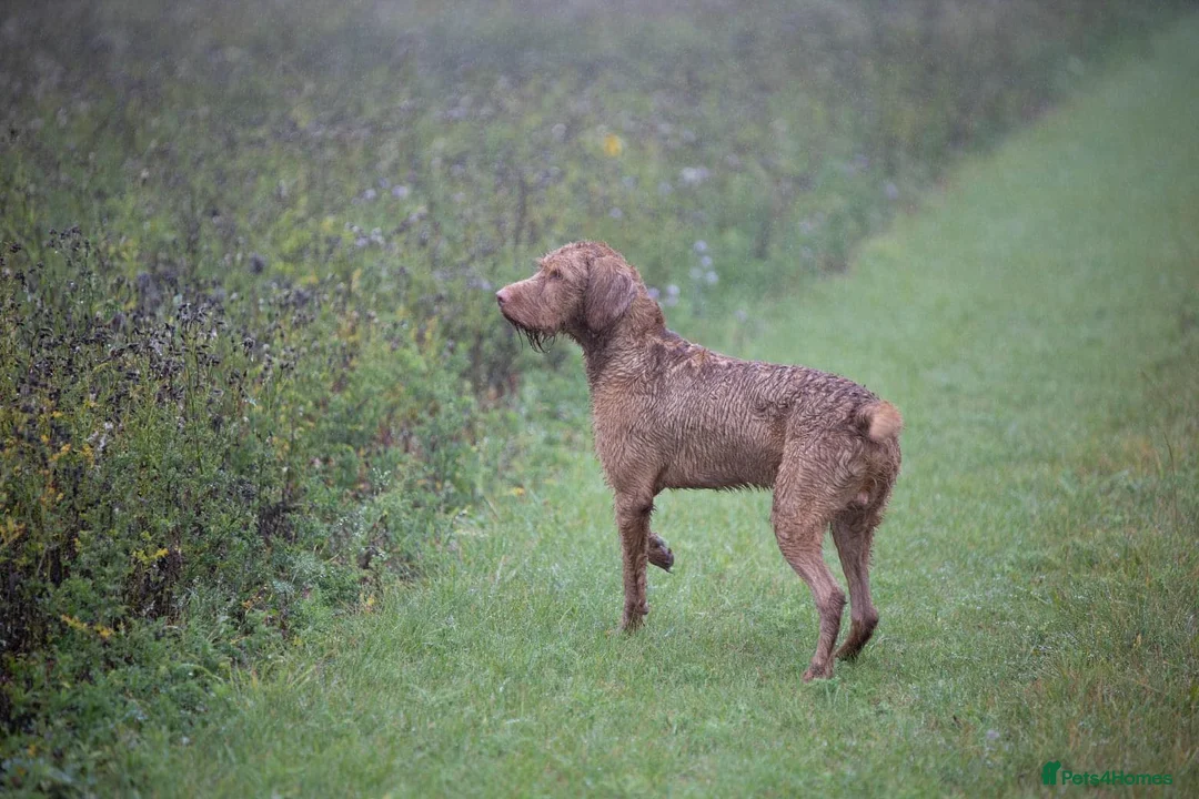 Hungarian Vizsla dogs for stud: Hungarian Wire Haired Vizsla Stud (Fully Tested) in Llangollen - Advert 5