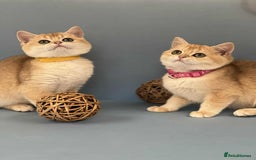 British Shorthair cats for sale: 🫶GCCF - NY12 Golden British Shorthair kittens 🫶 - Image 2