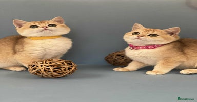 British Shorthair cats - Advert 12